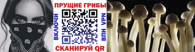 Псилоцибиновые грибы MAGIC MUSHROOMS  закладка  Лахденпохья 